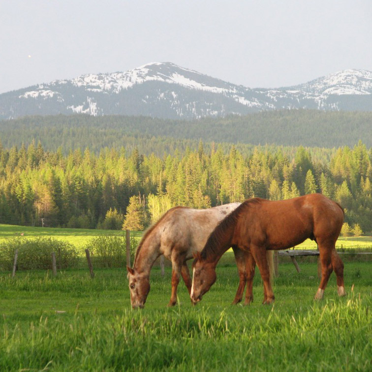 Sandpoint Equestrian Life